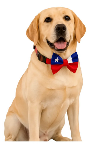 humita-collar-ajustable-para-perro-y-gato-fechas-patrias-rojo-l—imagen-1 humita-collar-ajustable-para-perro-y-gato-fechas-patrias-rojo-l—imagen-1